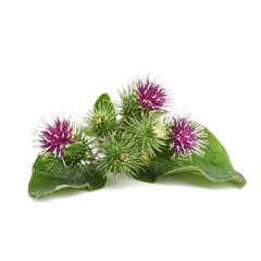 Arctium Lappa Bardana