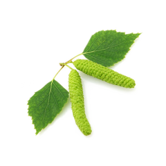Betulla