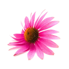 Echinacea