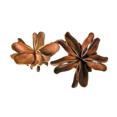 Quillaja Saponaria