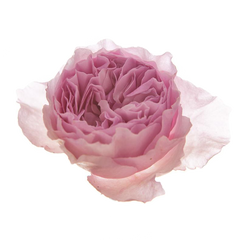 Rosa Centifolia