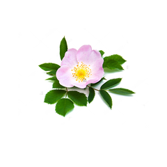 Rosa canina Rosehip
