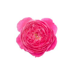 Rosa damascena