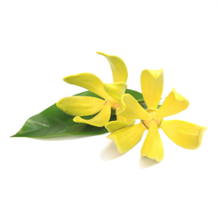 Ylang Ylang